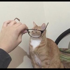 Meet your Posher, Shaylyn